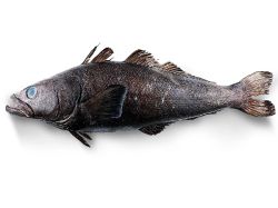 Patagonian toothfish ( sea bass de Chile)